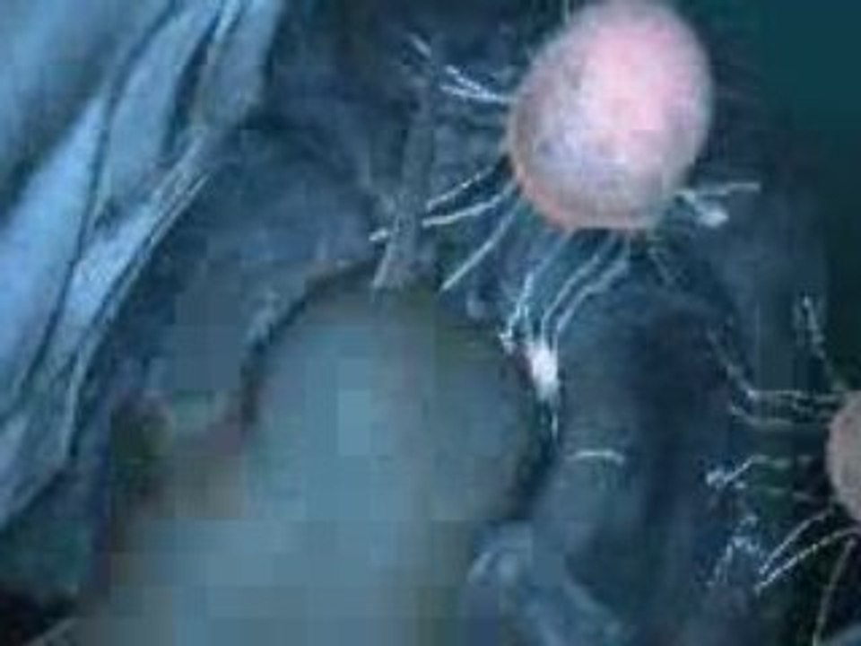Ecco PC: Video 4