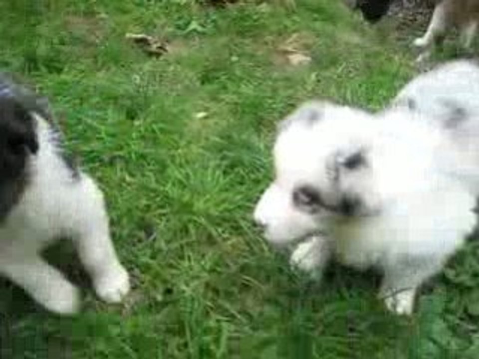 Dolly2