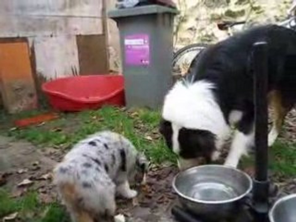Bleu merle