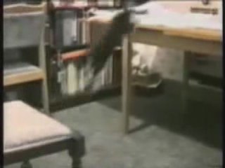 CHATS TRES ENERVES 3