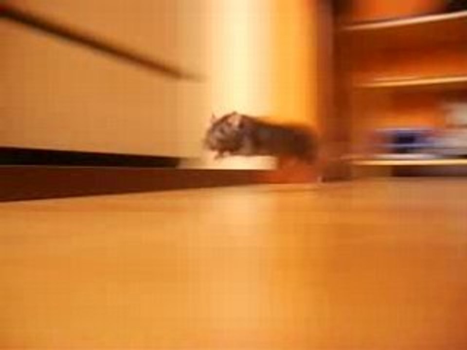 LE RAT  ^^