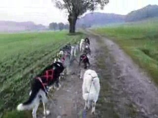 Entraînement 9 chiens 10 Oct.