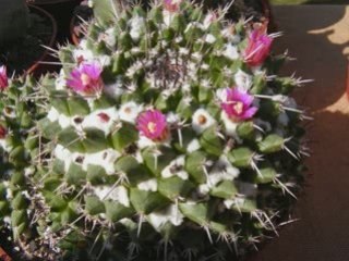 cactées & plantes grasse.