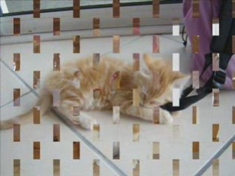 Domino mon ptit chat que j'aime