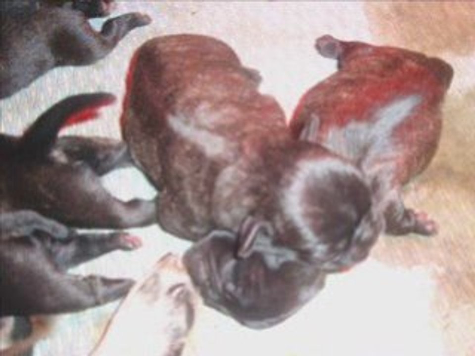 LES BEBES DE CERISE