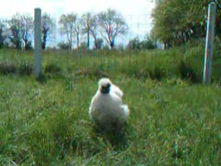 Puce disparue en 2008 ! je ne t'oublie pas ! gros bisous !