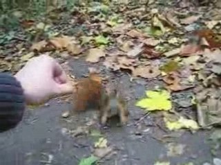 écureuil du parc de sceaux