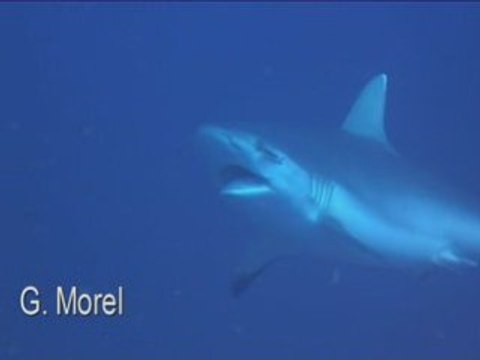 Requins renard et gris aux Brothers