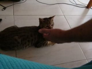 Mon beau chat Bengal, DAKAR 🐾