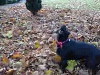 Tania qui joue avec les feuilles