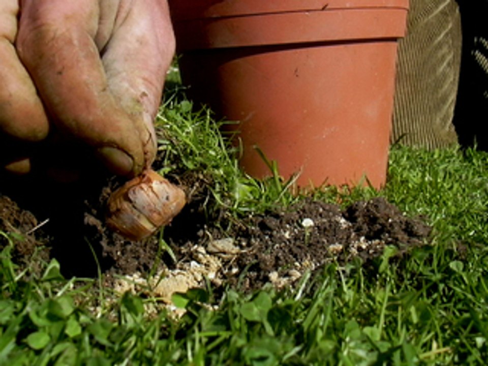 Planter des crocus