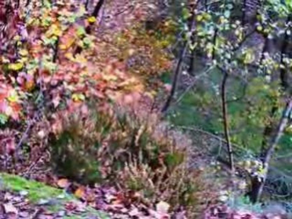 Automne