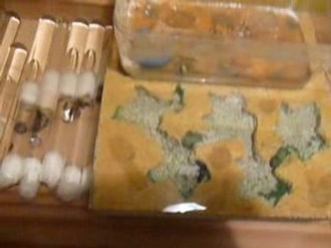 fourmis en captivitées