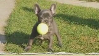 Blue French Bulldog