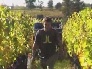 Vendanges 2008