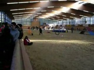 Shelties championnat international wesel allemagne 041