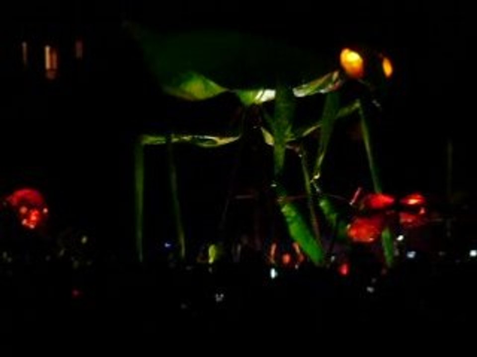 Insectos