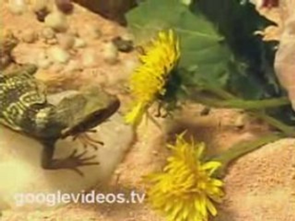 Cute Baby Lizard Eats Flower