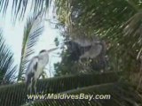 Maldives Cranes Resting on Palm Trees