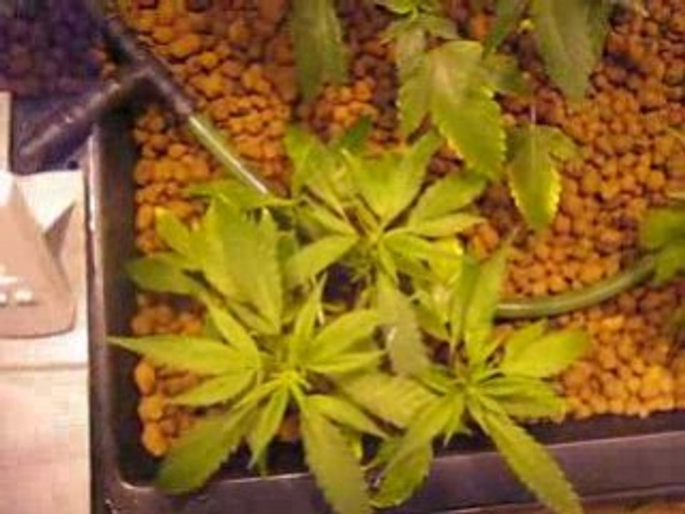 3éme jours de Floraison_6éme J.d.C