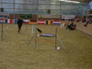 Jumping champion Be - boop et Georges