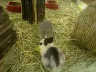 mini ウサギ　アンゴラ　犬