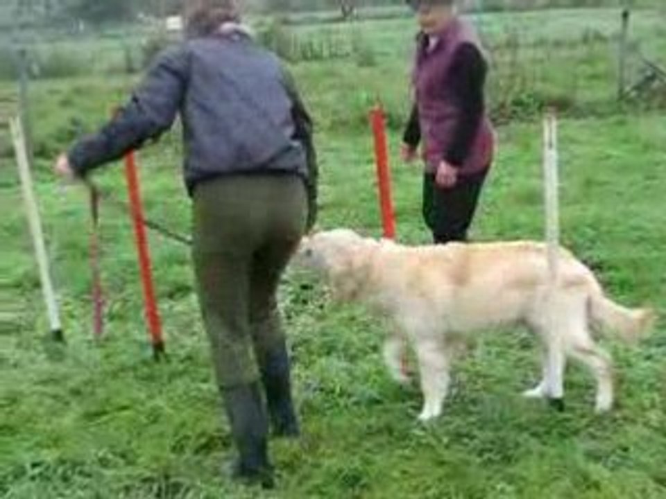 Dibou Agility