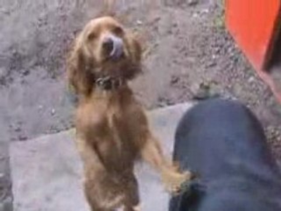 mes chiens