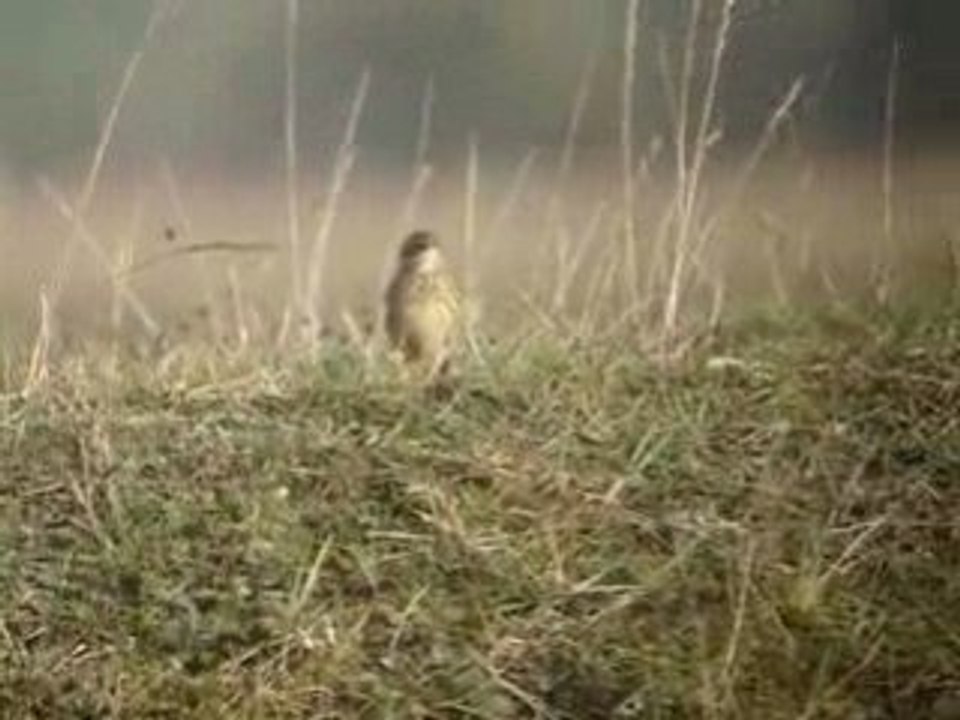 Pipit Farlouse