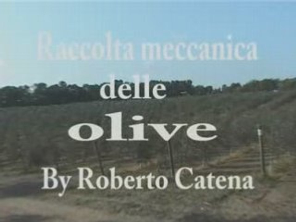 Raccolta olive1