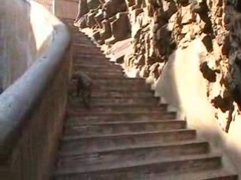 monkey temple