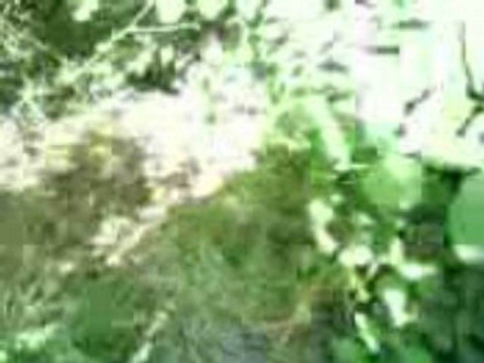 MOV01339