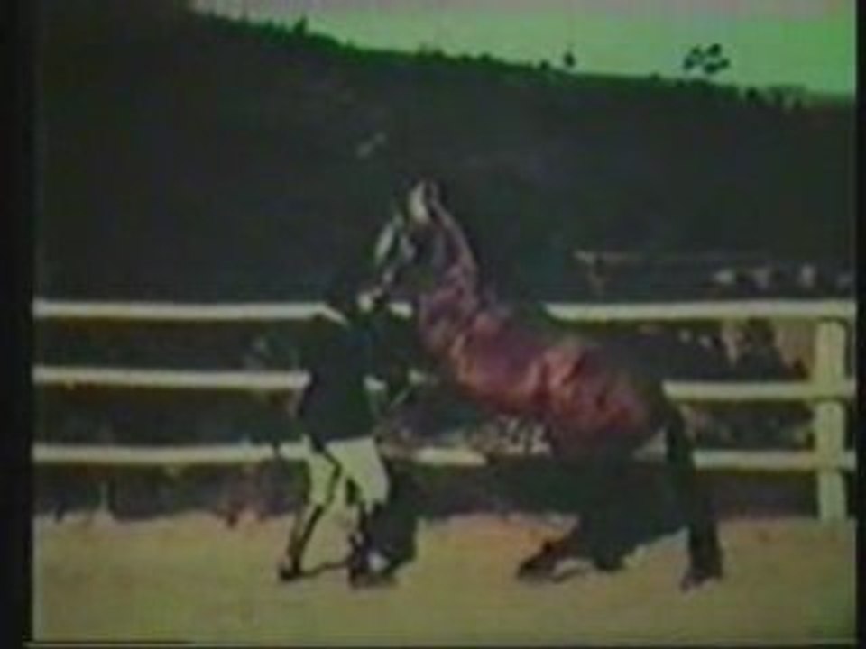 Maitre Oliveira et son lusitanien Jabute