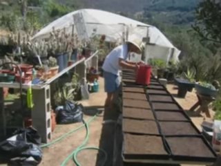 Grow your own Hoodia Gordonii Lose weight fast and cheep!