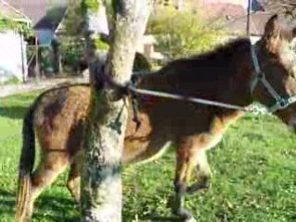 Rigolotte et le tronc..