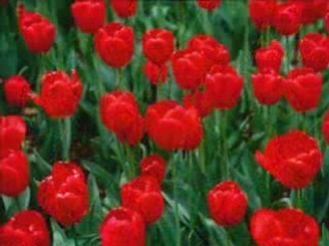 Erkan Oğur- Zülfü Kaküllerin Amber Misali