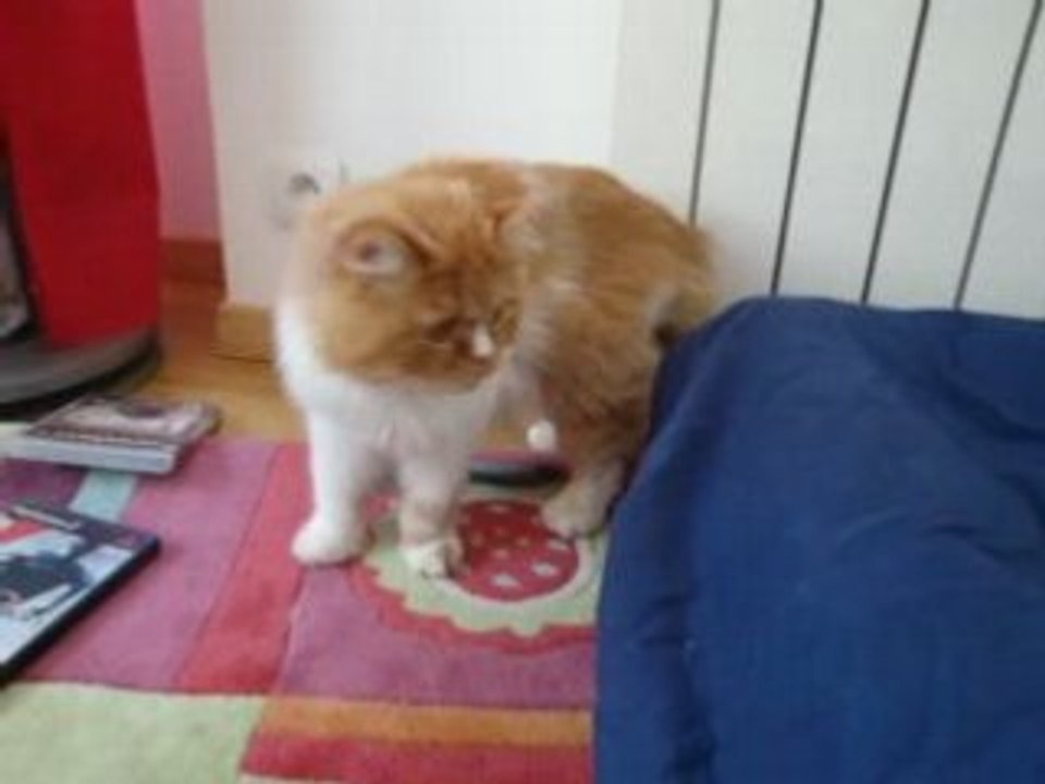Ron le chat de ma soeur ^^