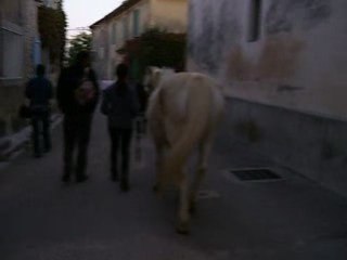 nono cheval bis