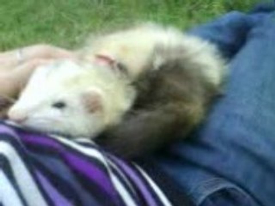 Furet calin