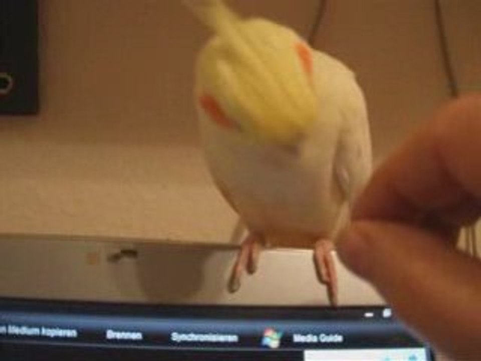 Moritz der Schmusevogel