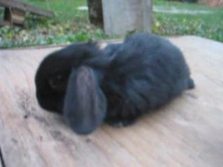 MVI_4649bébé mâle 1 mois