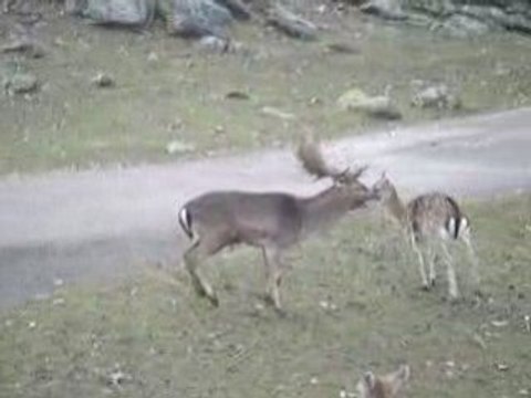 Cerf Défonce Biche en Suède