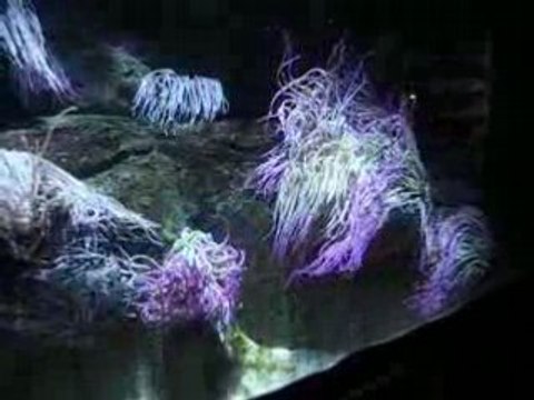 Anémones de mer à l'aquarium du Trocadéro