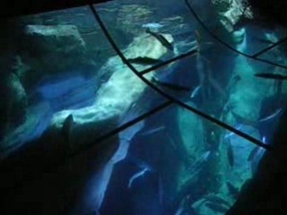 les dents de la mer !