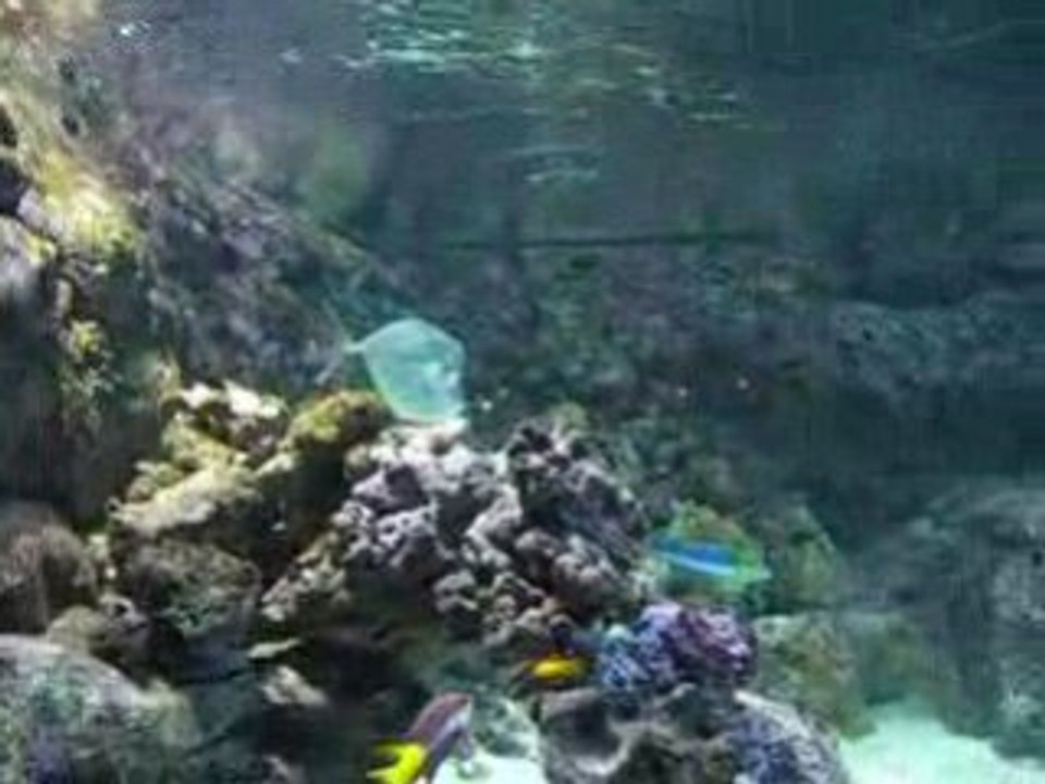 Poisson à bosse à l'aquarium du Trocadéro