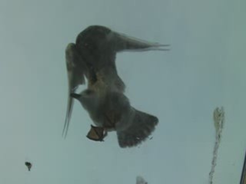 La Mouette à Trouville Sur Mer (2)