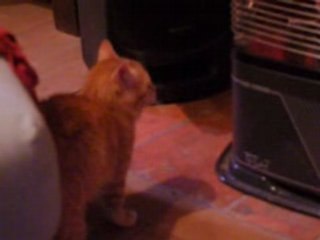 Mogwai, 2 mois, découvre son reflet !