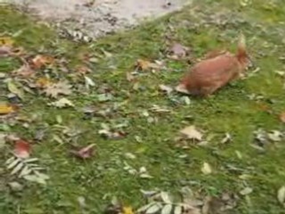 Lapin fauve de Bourgogne - Coquine