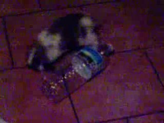 Kiki joue avec la bouteille