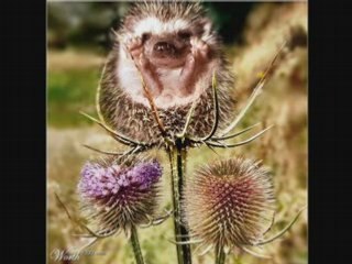 George Michael and Robbie Williams